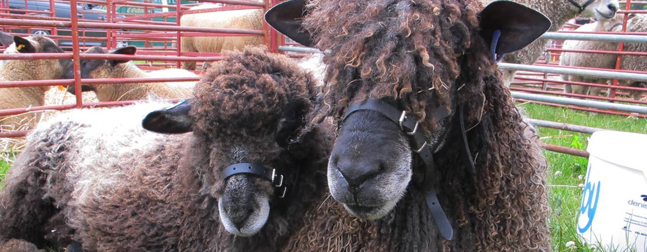 Contact Leicester Longwool Sheep Breeders Association