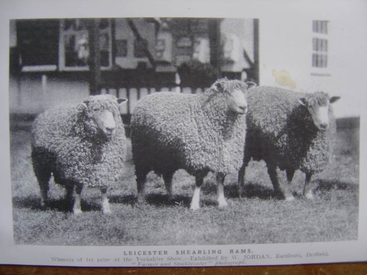 Leicester Longwools