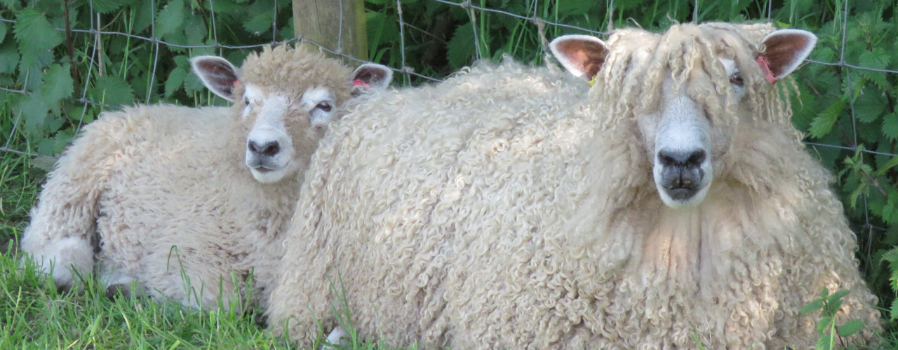 Role of the Leicester Longwool